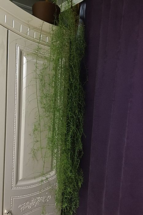 Аспарагус комнатное растение