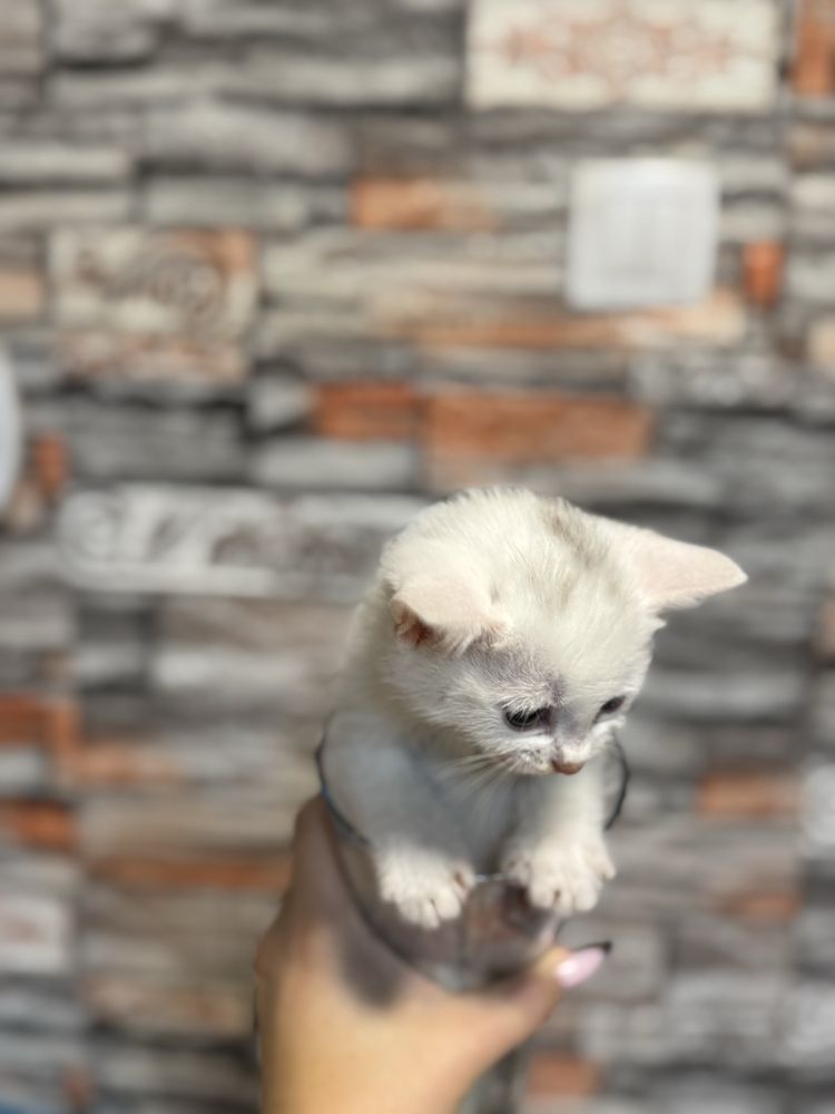 Белые котята мышеловы