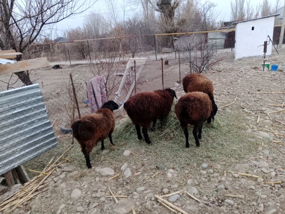 Продам баранов.340000