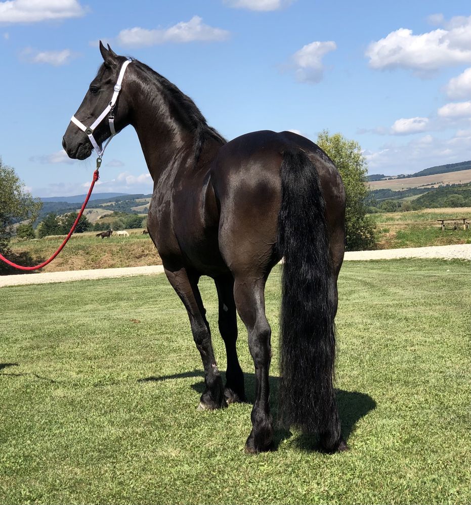 Iapă Friesian iapa Frizian călărie