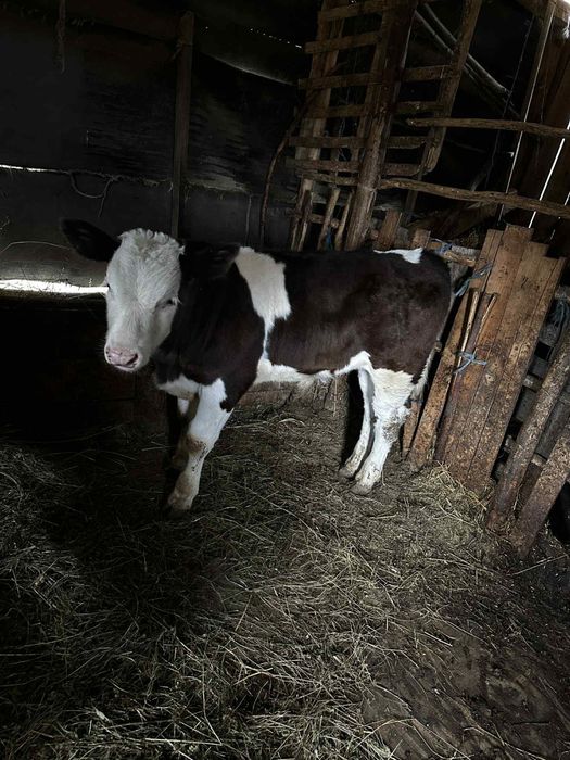 vand vitel albastru belgian