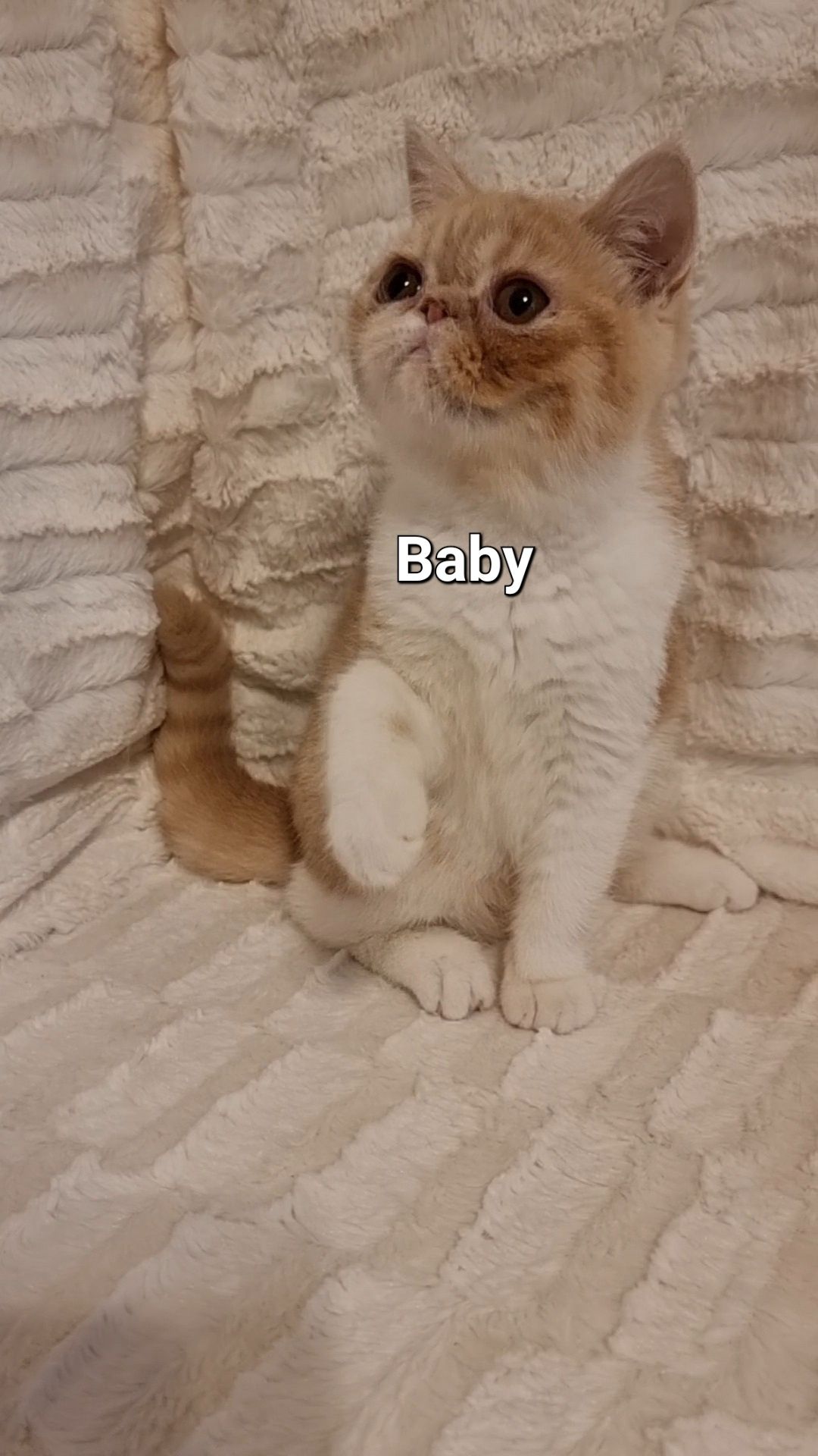 Exotic Shorthair cu pedigree - Baby,  fetiță