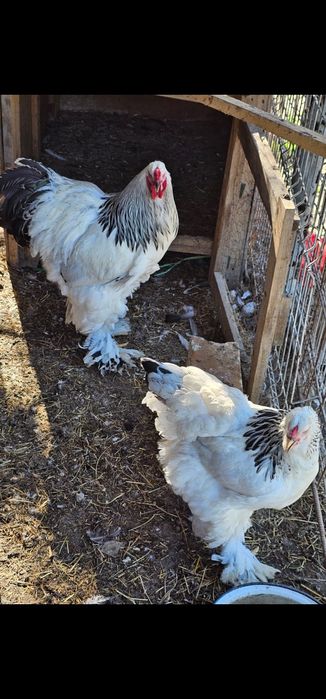 Păsări de rasă disponibile