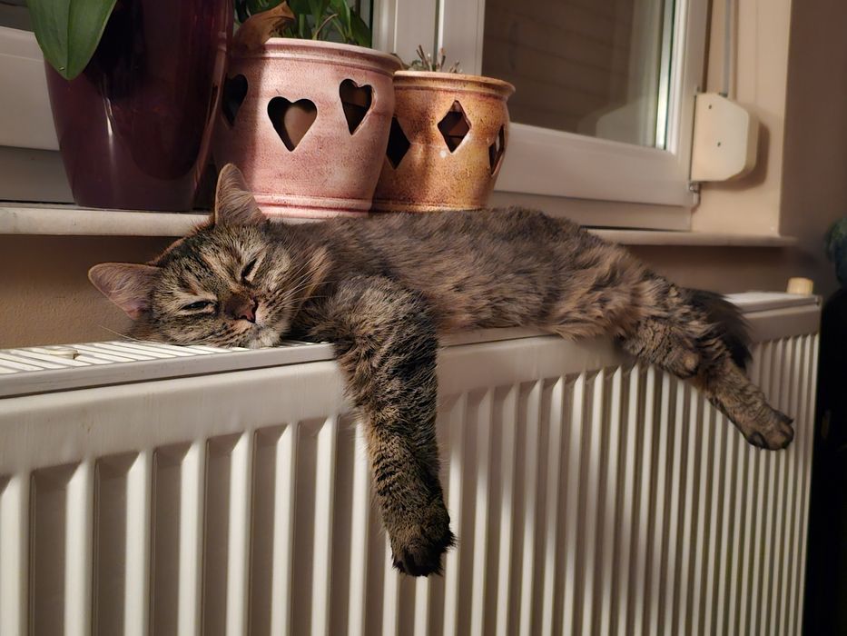 Pisica prietenoasa de donat