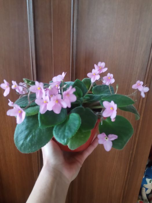 Шефлеры фикусы фиалки