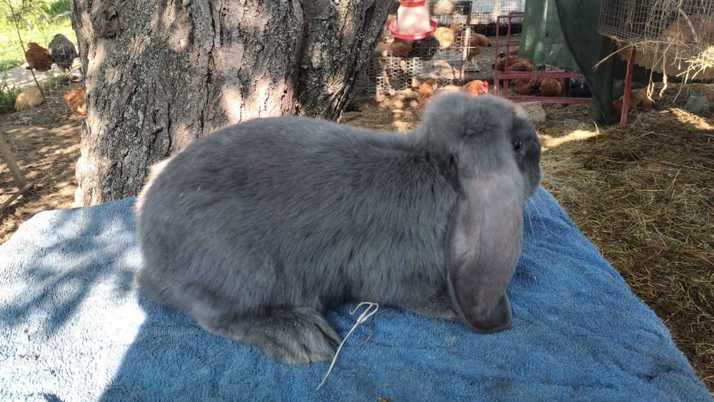 Iepuri berbec german