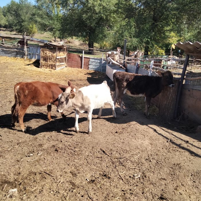 Ұрғашы бұзаулар 250 мың