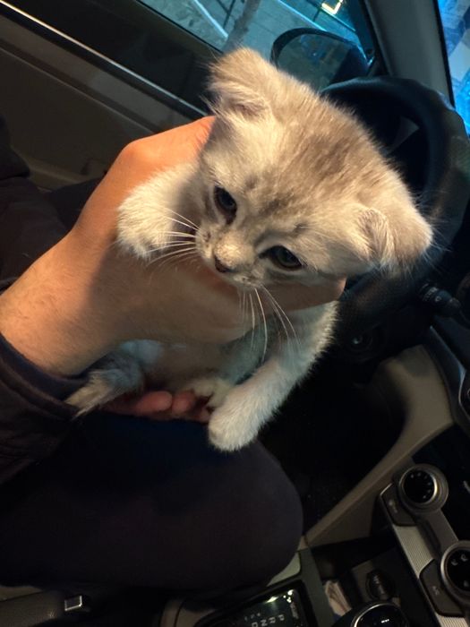 Шотландский Котёнок 1.5 месяц