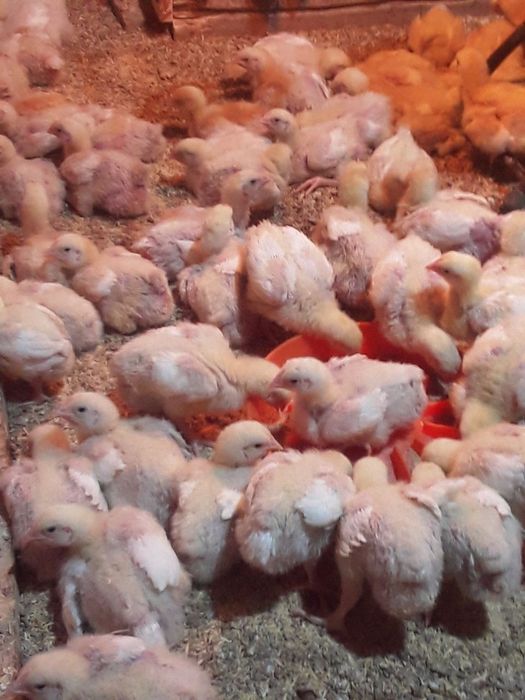 бройлер жожалари сотилади