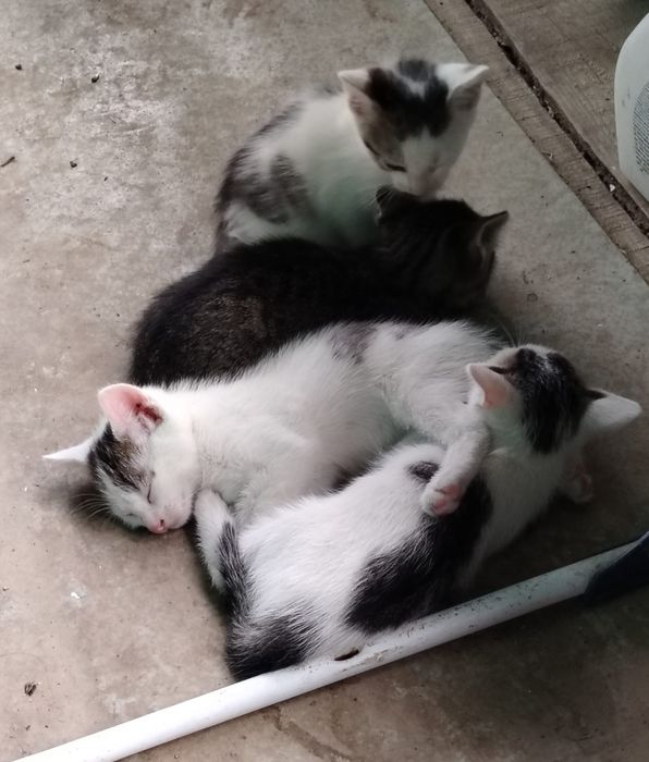 Donez 3  pui de pisică