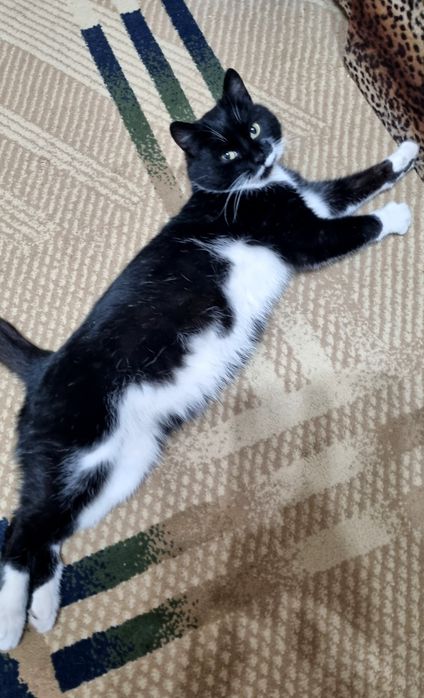 Кот - Борис 1.5 года