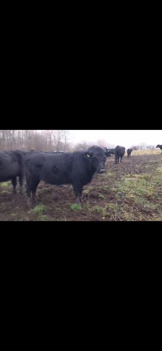 Juninci gestante angus