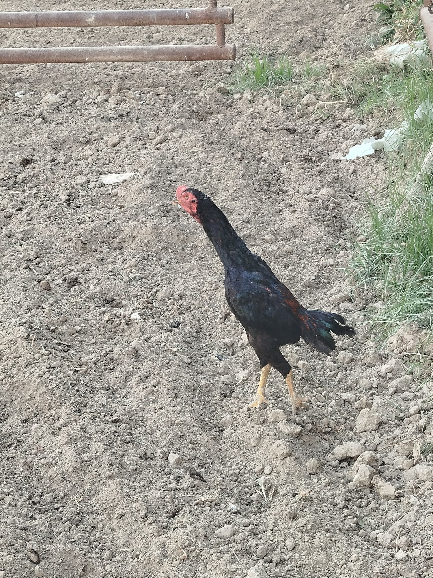 Xoʻroz Horoz dakan joʼja