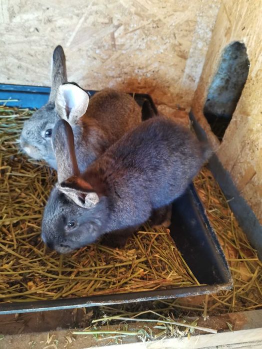 Vand iepuri urias german