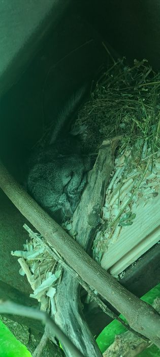 Sinsila (chinchilla)