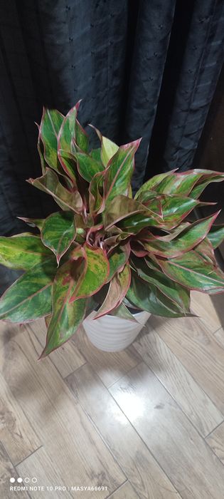Аглаонема большой куст
