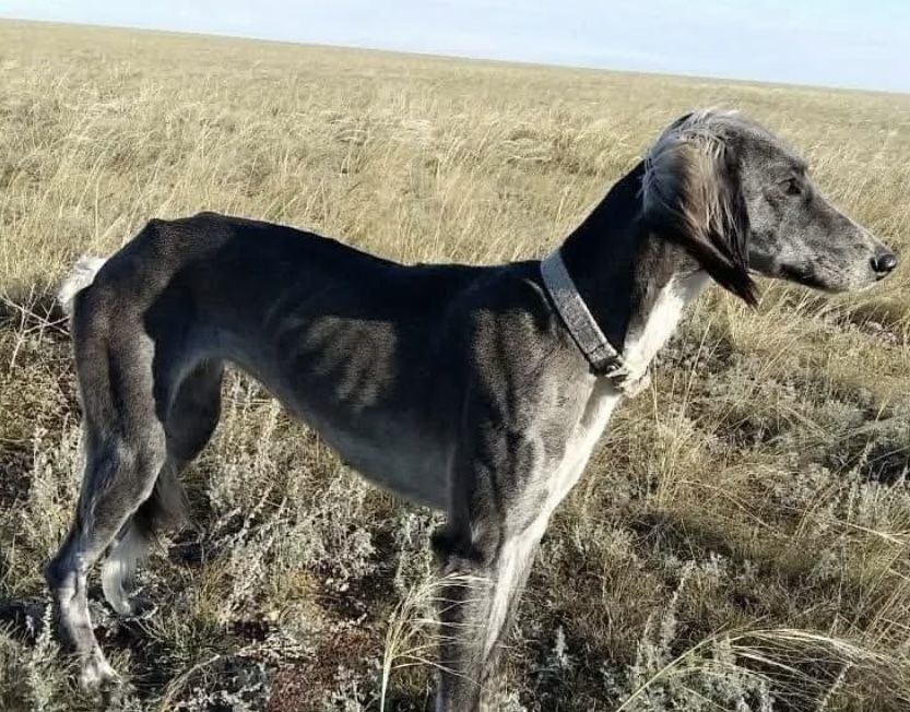 1айлық тазы қаншық күшік