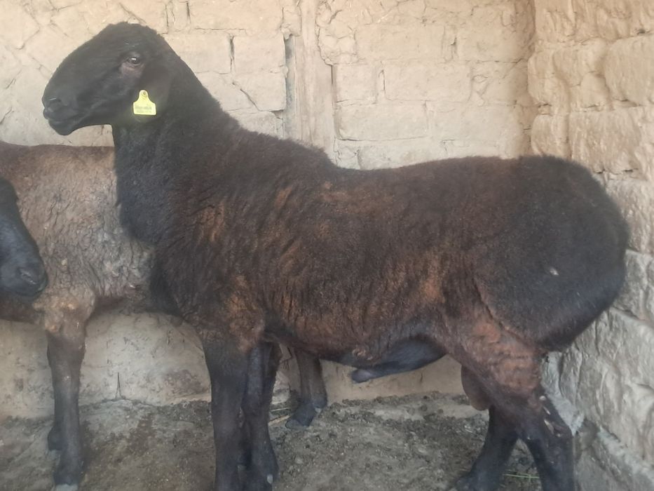 Кучкор сотилади соглом