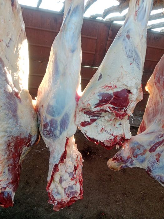 МЯСО ГОВЯДИНЫ молодняк/сиыр еті