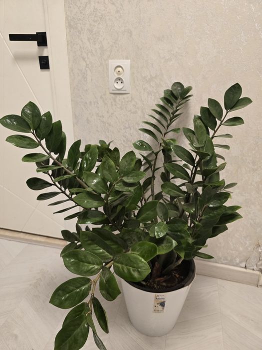 Цветы для дома и офиса