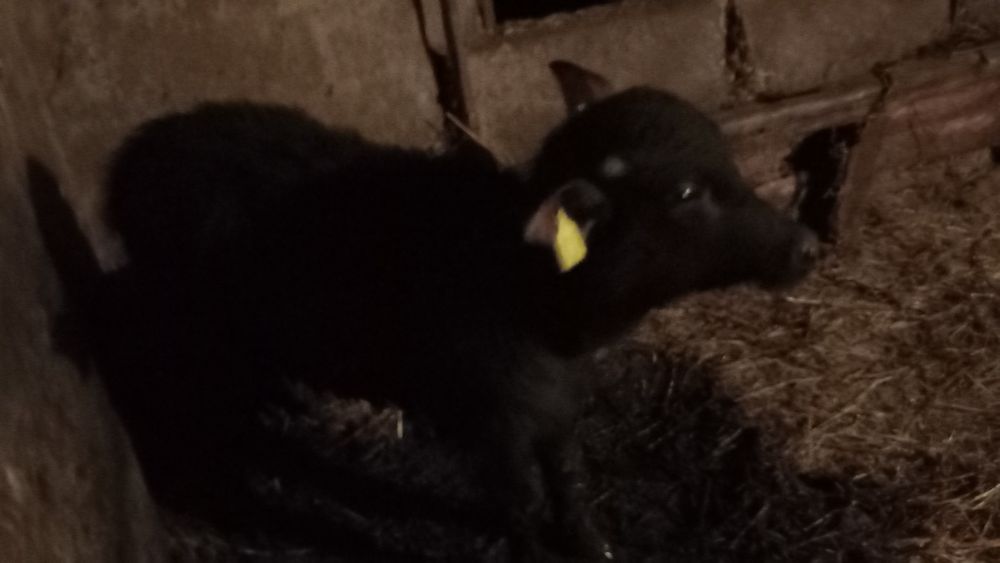 Se vinde un vițel de bivol de 3 luni și o vitea de vaca de 10 luni