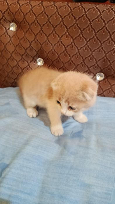 Котенок вислоухий -девочка