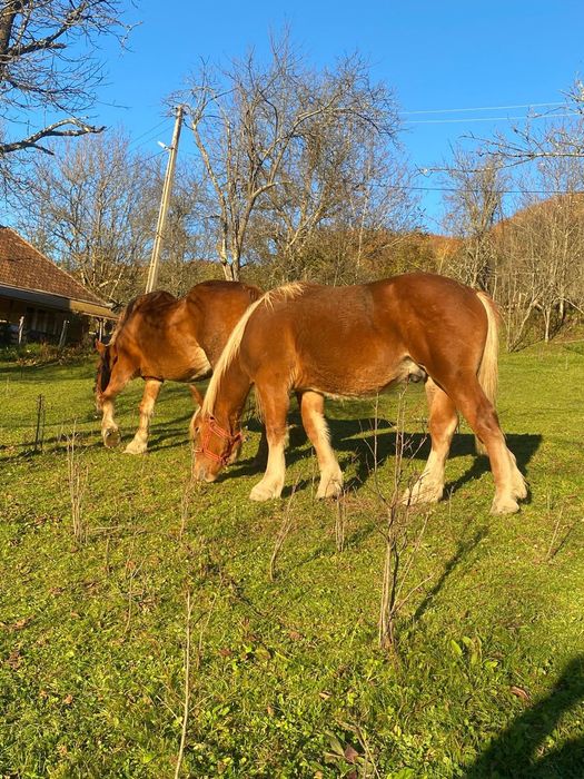 Iapă și mănz de vanzare