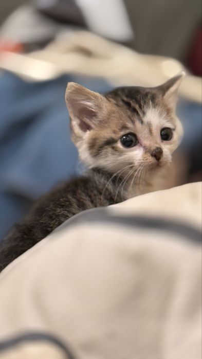 Подарявям мъжко коте