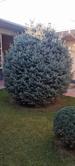 Голубой  ел 3метр