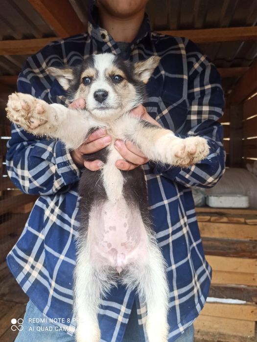 Отдам щенков