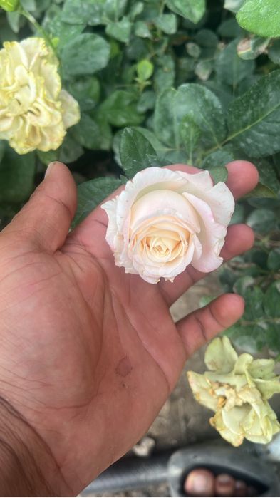 Atirgul kochatlari саженцы Розы