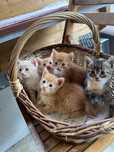 Pui dați spre adopție