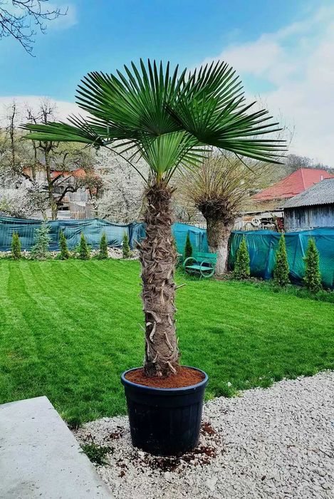 Palmieri Trachycarpus – Rezistență la ger și eleganță tropicală