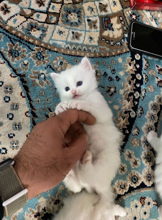 Продается котята