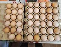 Oua australorp pentru incubat