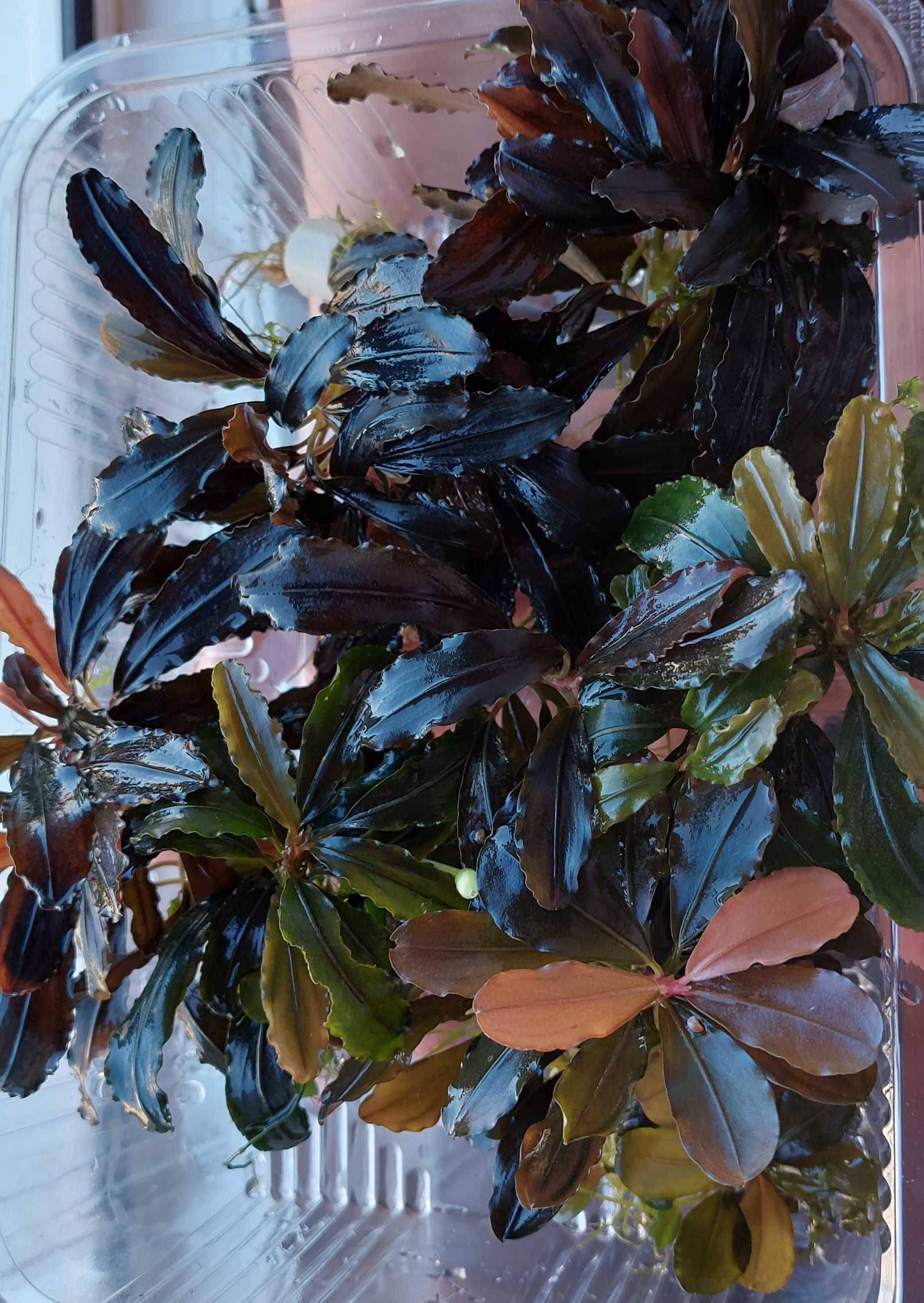 Vietuitoare si plante de acvariu