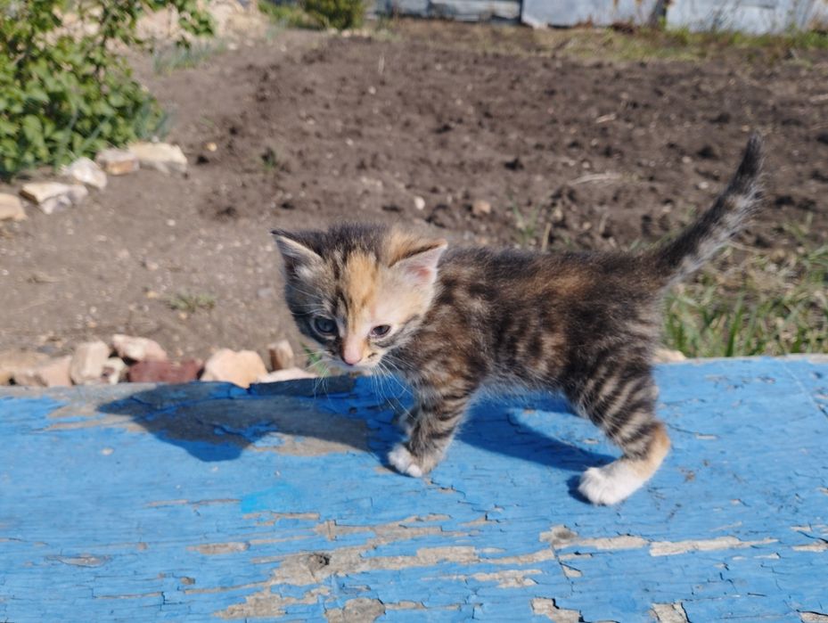 Отдам котят в хорошие руки