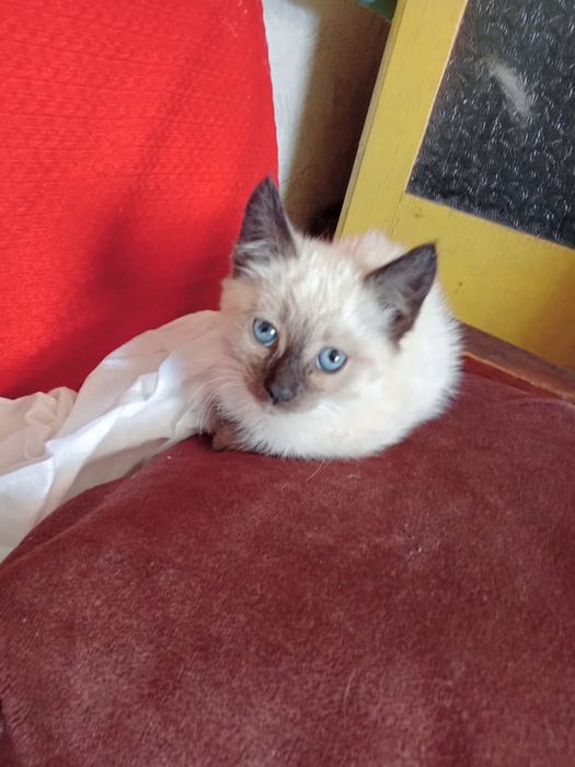 Отдам котят в хорошие руки