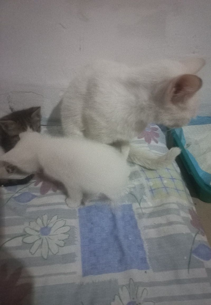 Котята умные милые девочки