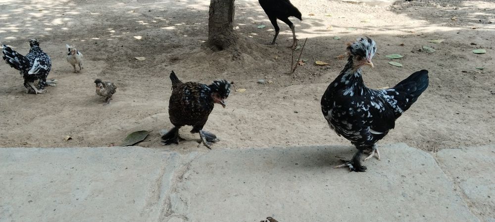 Продам японских курицы 1 петух и курицы 4  или обменяю на дакан циплят