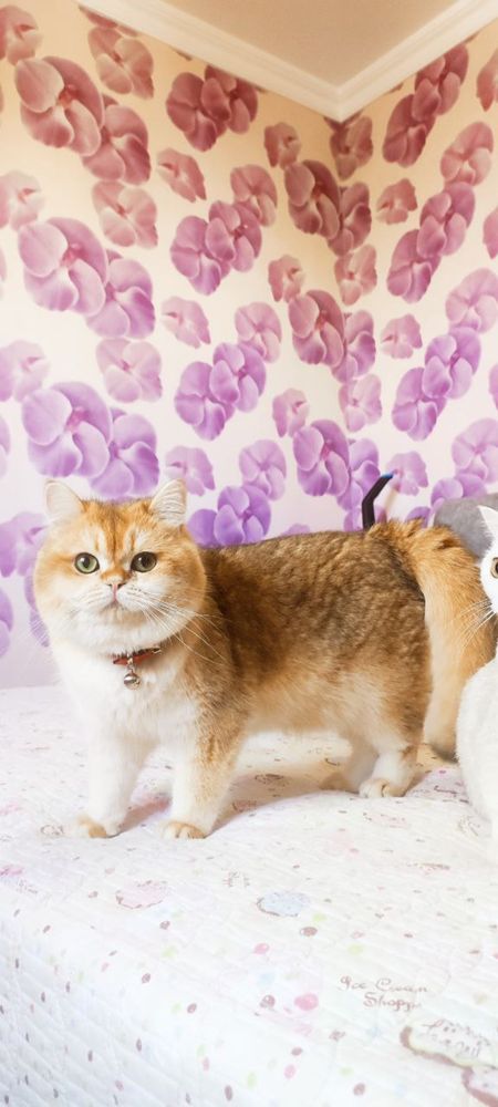 Кот на вязку привазной кот