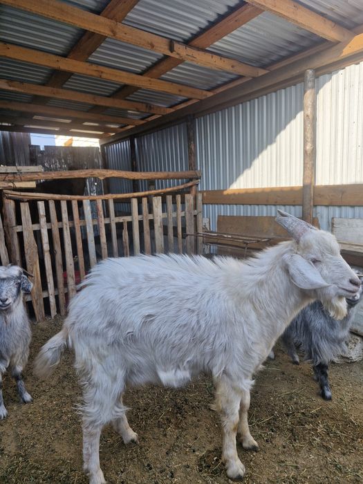 Теке еркек 1,5 жасар