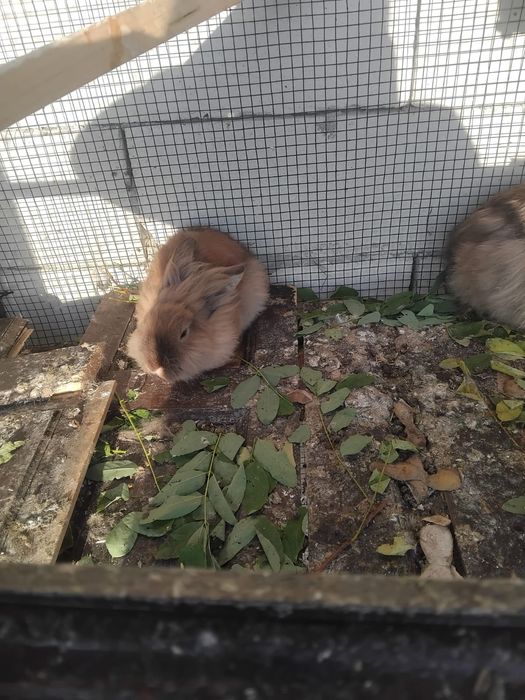 De vânzare iepuri cap de leu