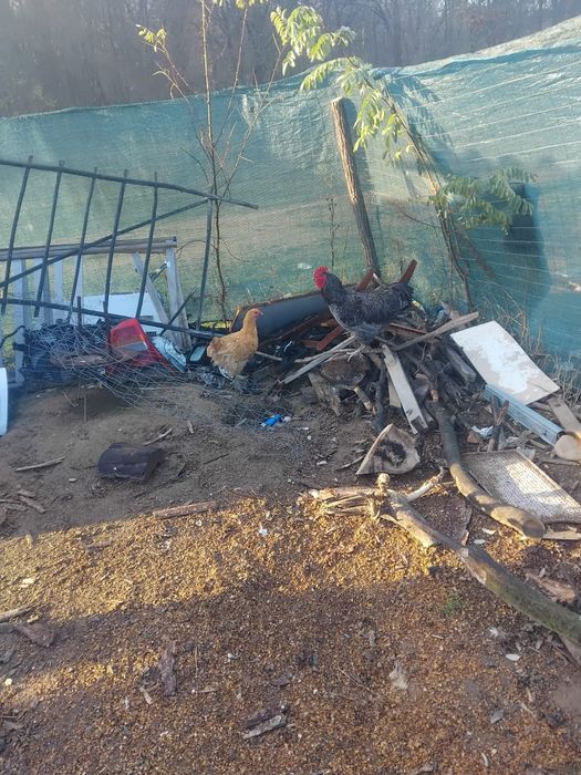 Vând doi cocosi de țară