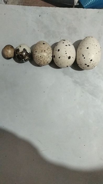 перепелки мясо яицо