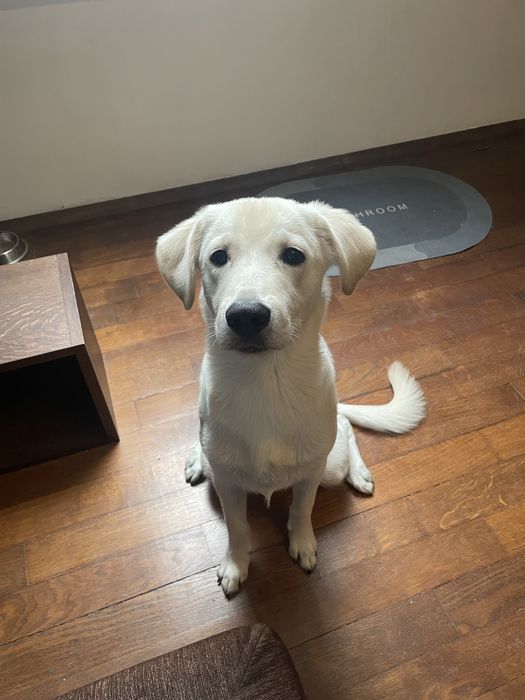 Подаряваме кученце на 8 месеца