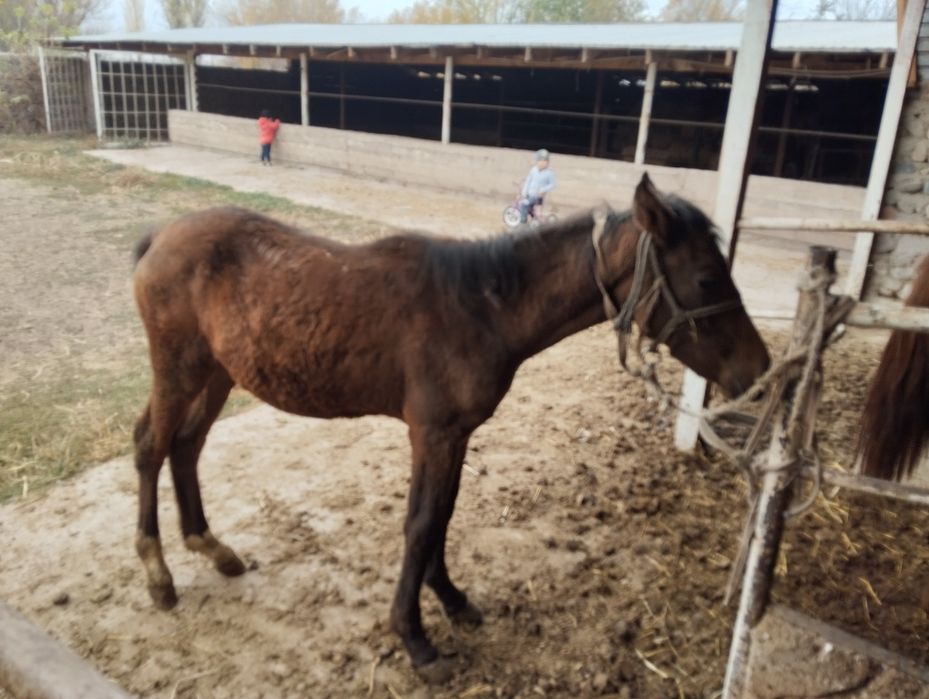 Жабағы сатылады .