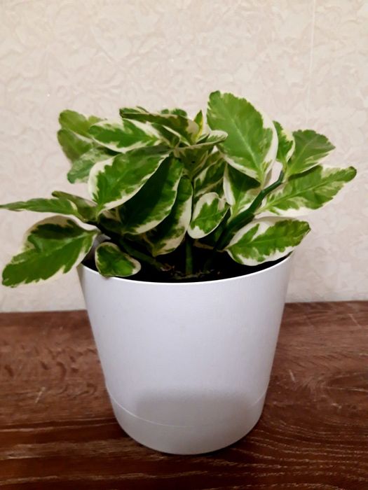 Продам педилантус