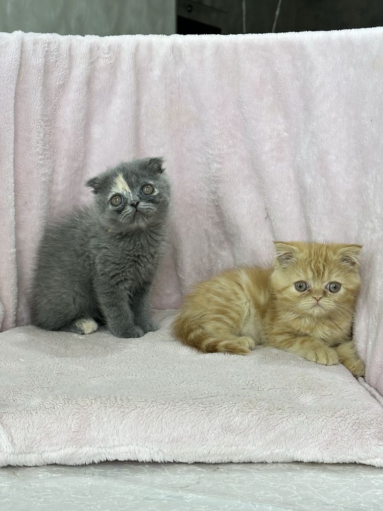 Скоттиш фолд и скоттиш страйт котята