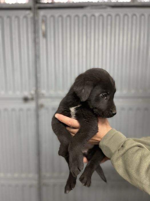Подаряваме 3 малки женски кученца